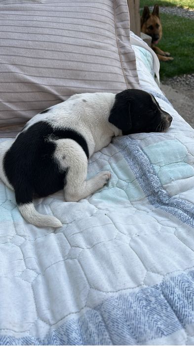 Отдам щенков девочки