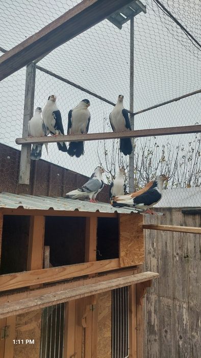 Porumbei gălățeni