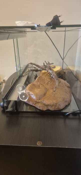 Оборудван терариум за влечуго