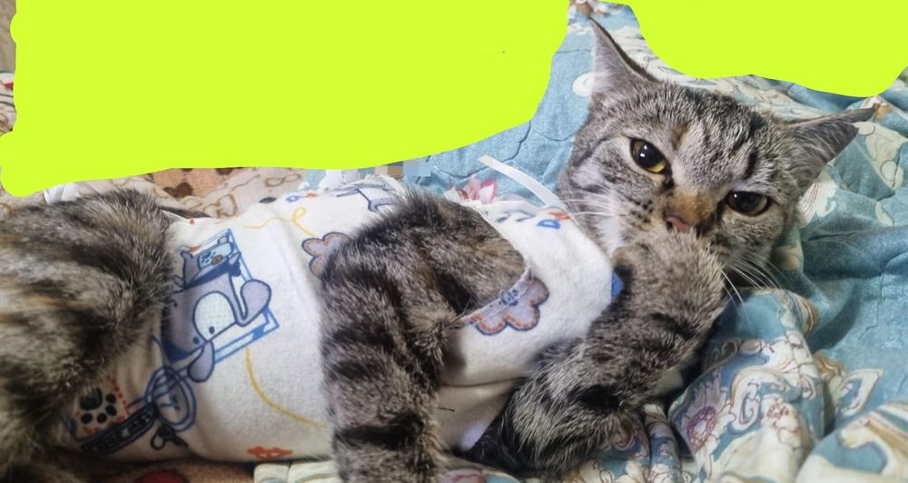 Кошечка ищет дом