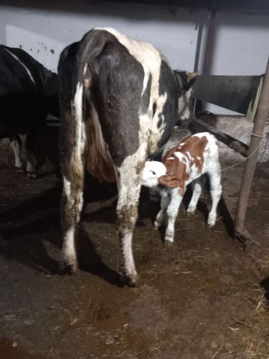 De vânzare junca la prima fătare