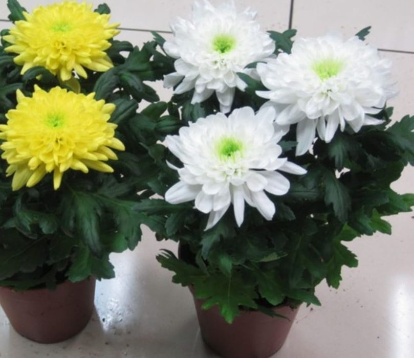 Цветы для дома от 500 и выше