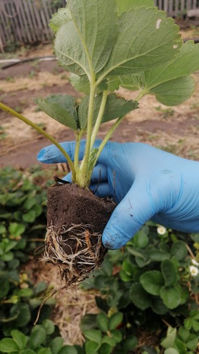 Продается рассада клубники.