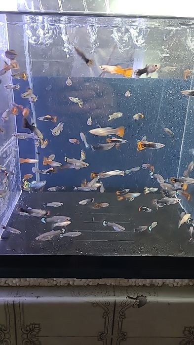 Baliqlar juda ko'p medniy asartimentlari bor  manzil uch tepa tumanida