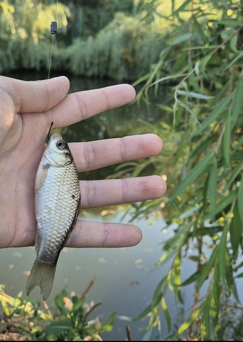 Pestisori  de stiuca