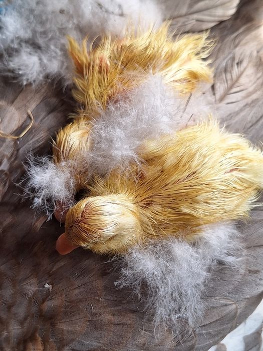 Cloșcă rață cu 10 boboci rață indiana alergătoare .