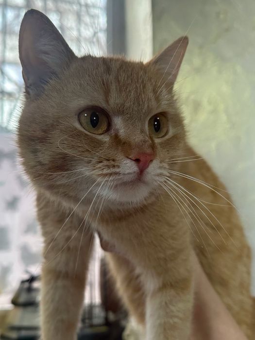 Котик Рыжик 1 годик