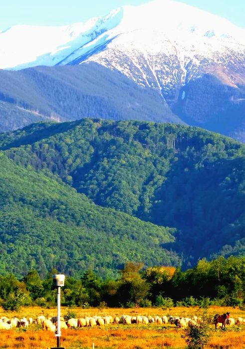 Teren Valea Avrigului