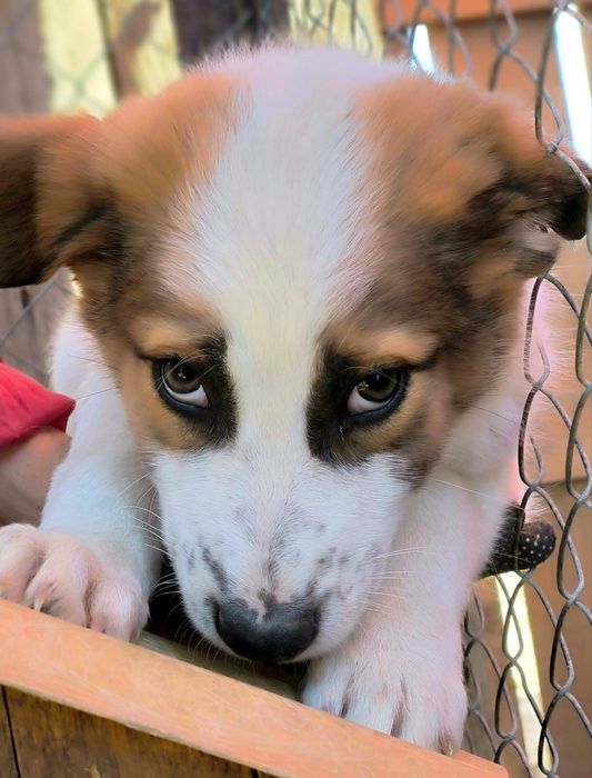 Щенки в добрые руки