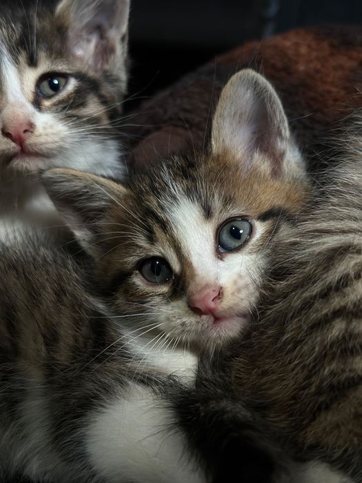 Отдам котят в добрые руки