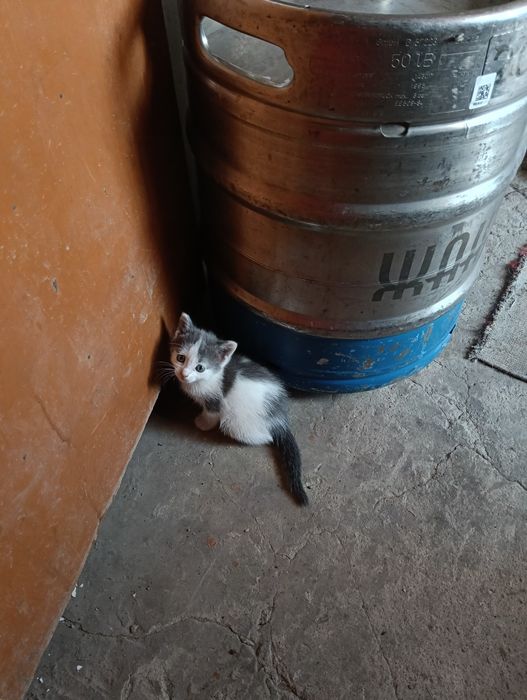 Котенок в добрые руки.