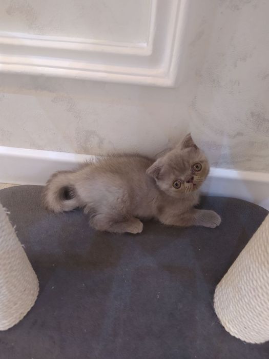 Продаются шотландская и британский котята