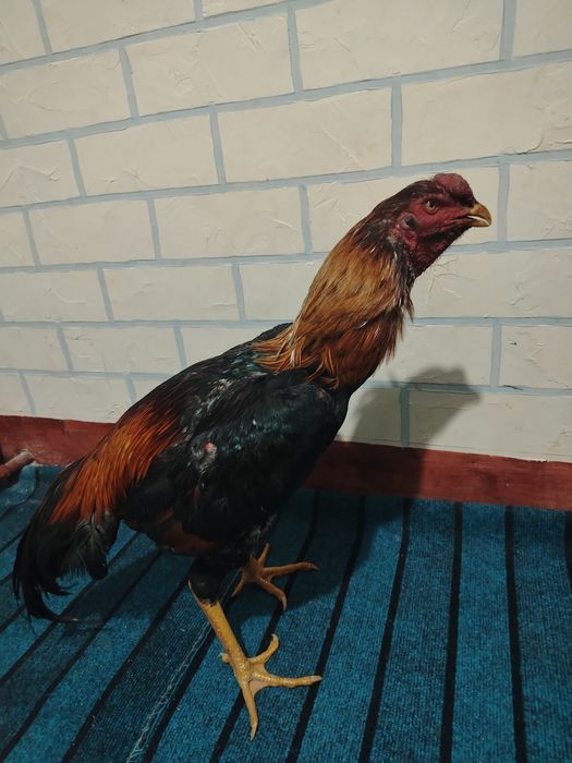 Dakan xo'roz sotiladi