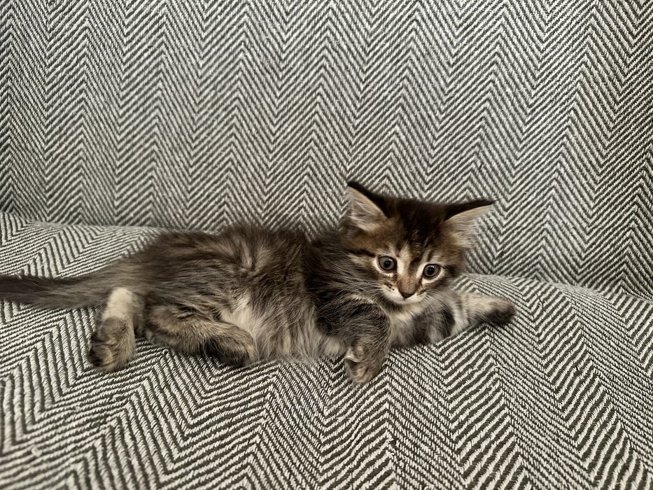 Отдам котят в добрые руки. 2 девочки и 1 мальчик. Пишите в вацап!