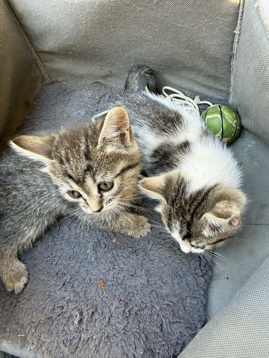 котята 2 месяца приученные к лотку