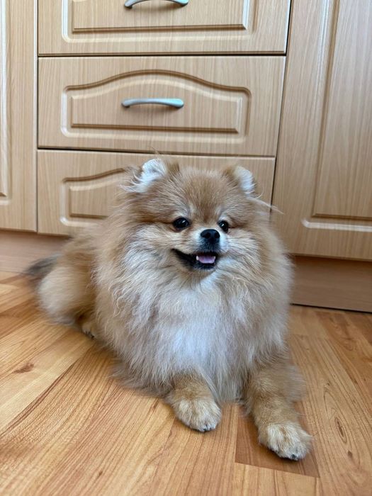 Шпиц немецкого шпица