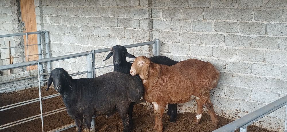 Hisori qozi qochqorla sotiladi