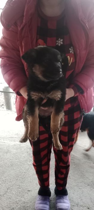 Отдам щенков в хорошие руки