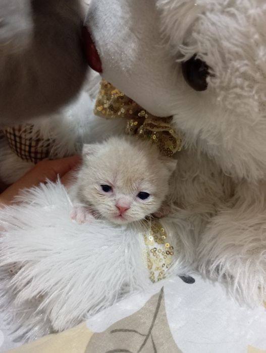 Shotlandiya mushuklar sotiladi