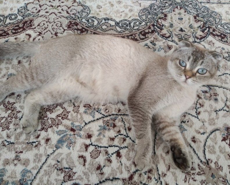 Скоттиш фолд продается