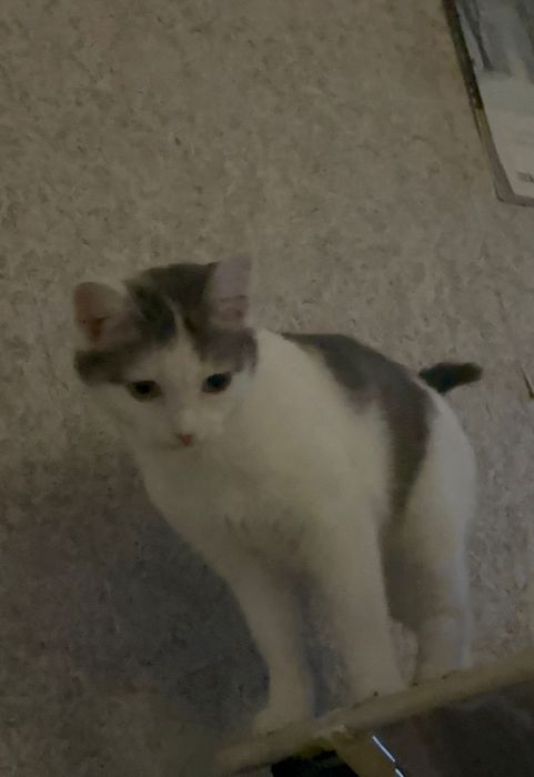 Отдам в хорошие руки, кошечка