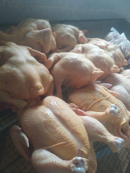 Куры Бройлер, живой вес, тушки