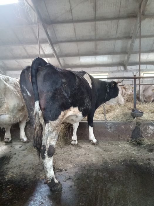 Vand vaca 6 ani buna de lapte