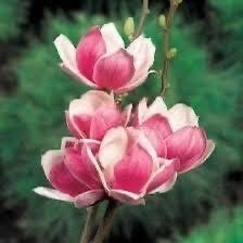 5 цвята магнолии , black tulip, sunraise,genie, yelow bird ,satisfact