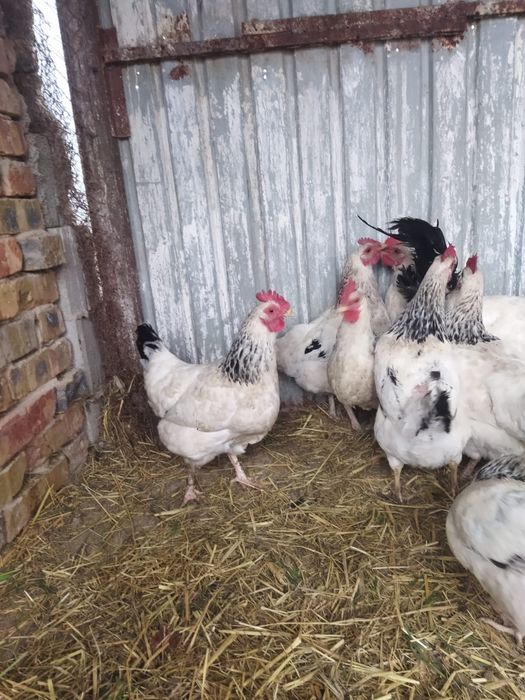 Продам куры домашние