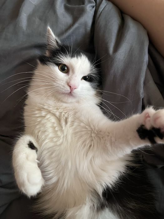 Котик, помесь с мейнкуном