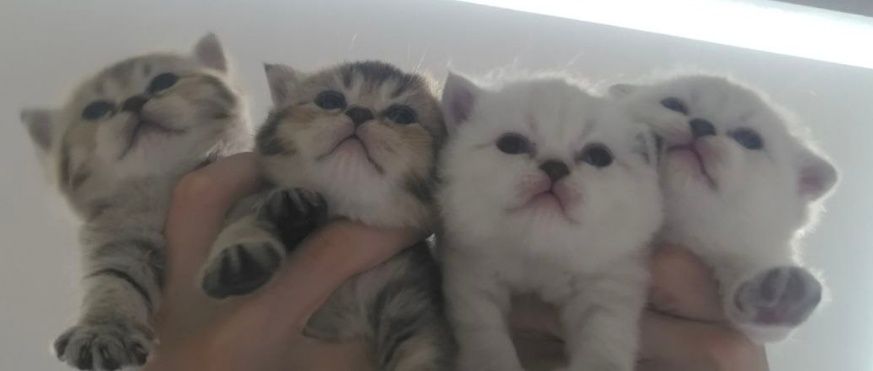 Продаются котята цена 100 долларов