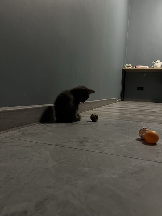 Отдадим котенка, 2 месяца