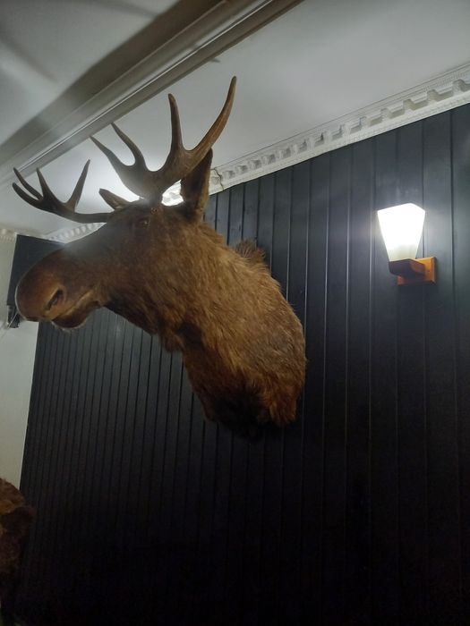 Чучело коллекционирование