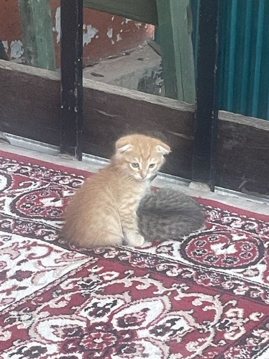 Котята маленькие совсем