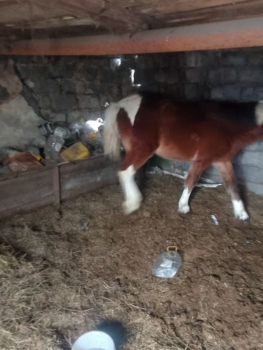 Еркек жабағы сатылады