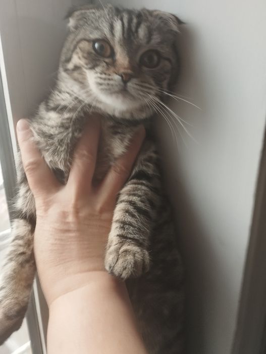 Mushuk sotiladi 600 ming