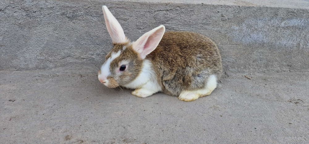 Quyon (қуён, кролик) bolalari