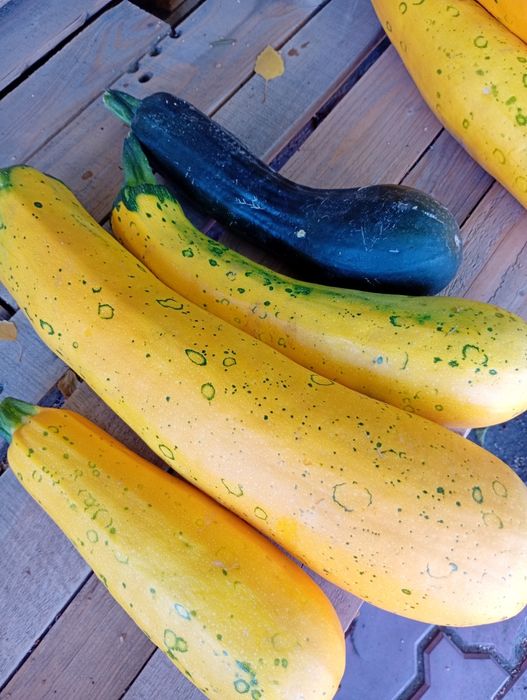 Продам кабачки дачные