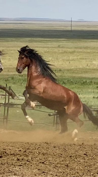 Кушумские жеребцы 3 года