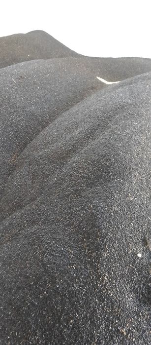 Floarea soarelui recoltā 2025