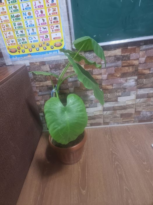 Большой АЛОКАЗИЯ комнатных цветок рост 80 см
Юнусобод 17-квартал