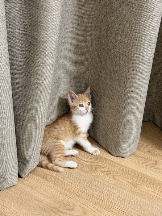 Ищу дом для котёнка