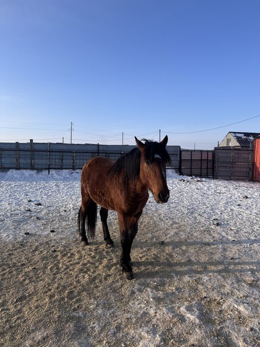 Продам айгыр 5 лет