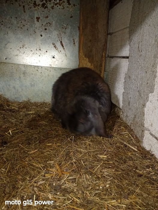 Iepuri Berbec German