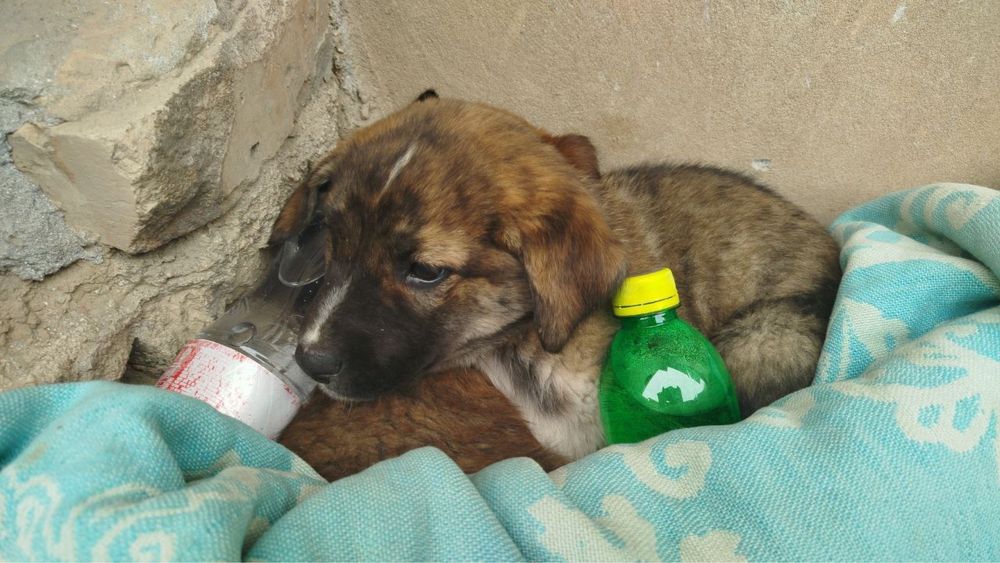 Двое щенят, в добрые руки