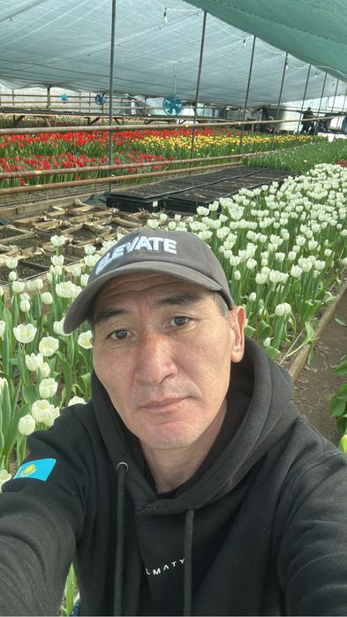 Тюльпаны оптом местные