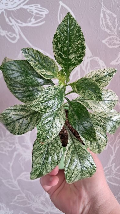 Цветы комнатные  .