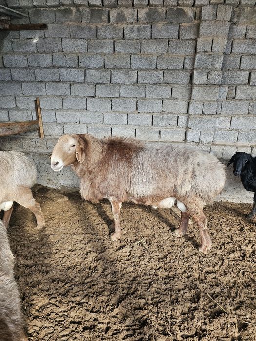 Qochqor sotilad  yoshi 3 yow