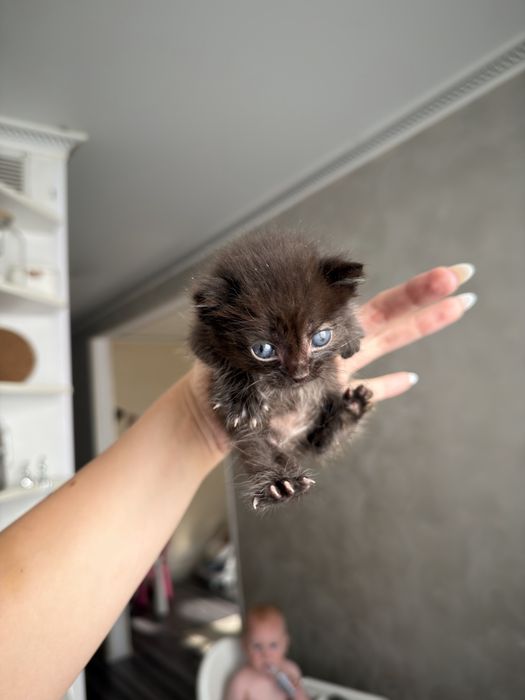 Котенок бесплатно