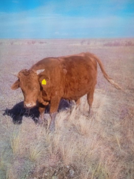 Продается бычок.